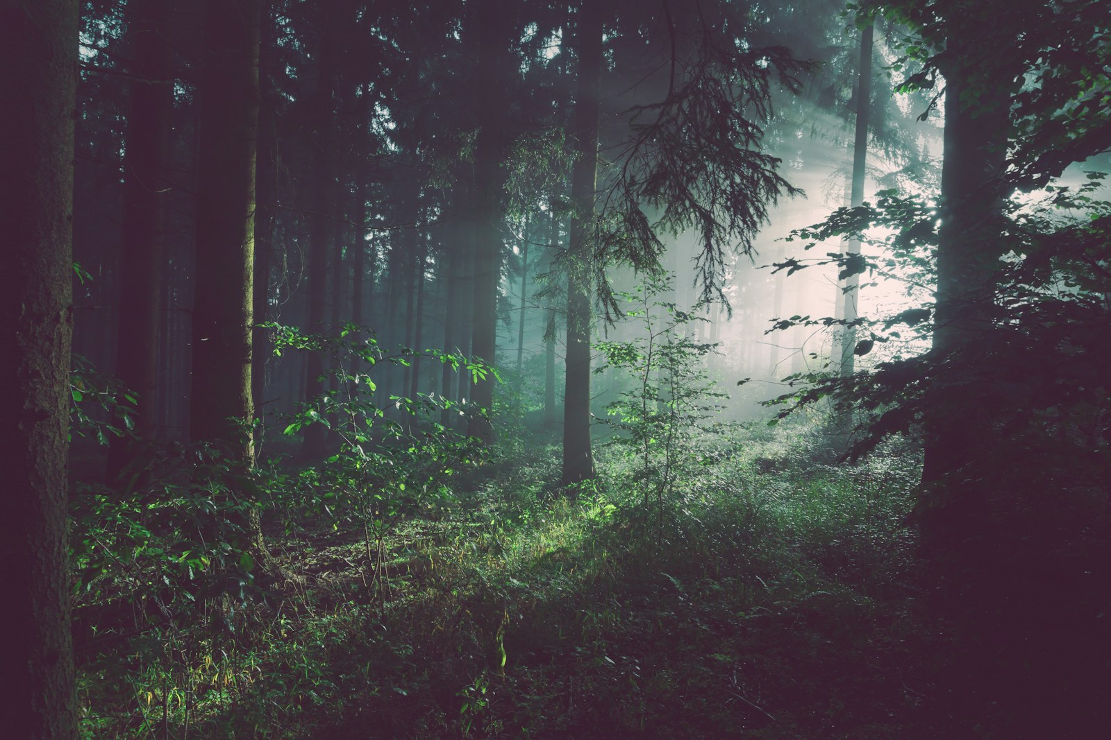 Sunlight falling through a deep green forest