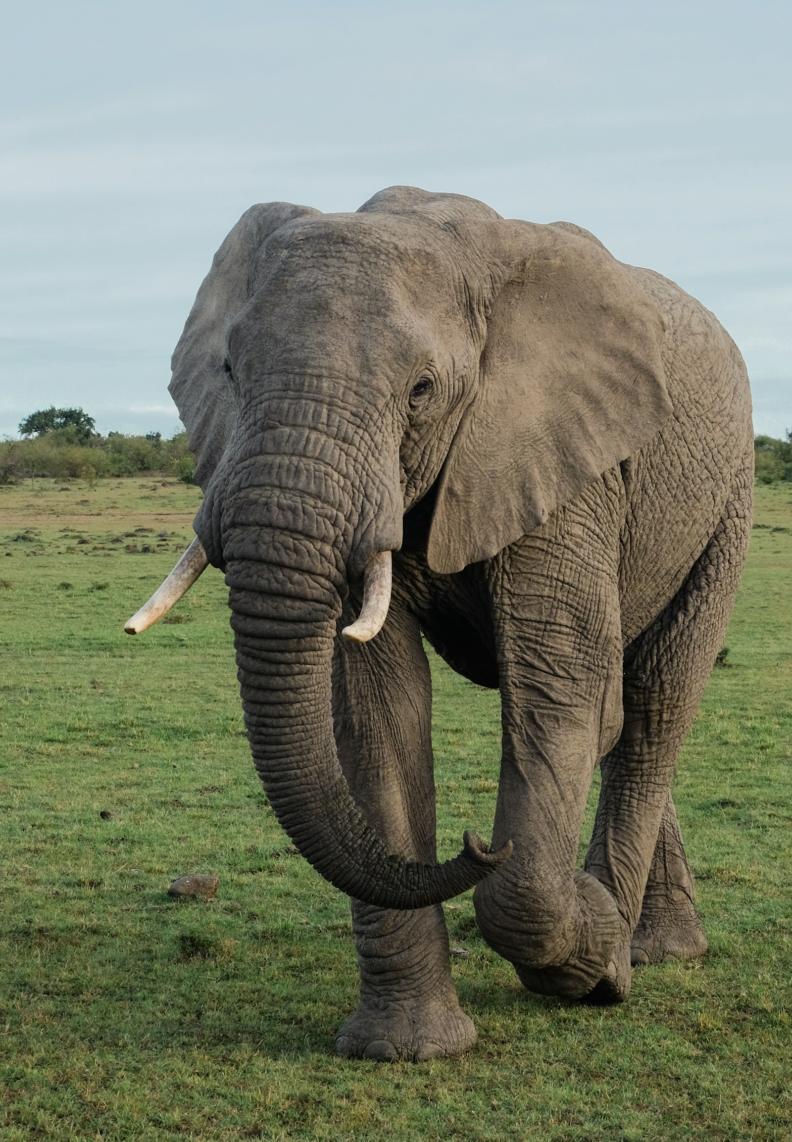An elephant walking across an open grassy savannah